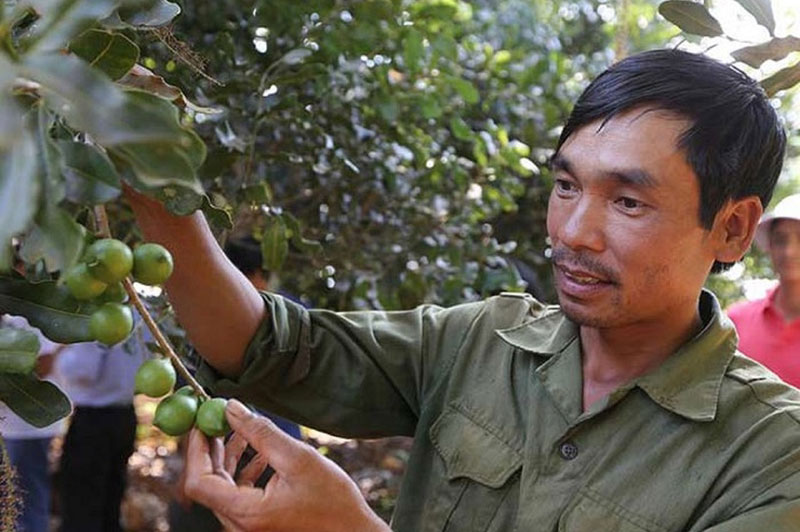 Quả mắc ca và mục tiêu trở thành ngành hàng tỷ đô