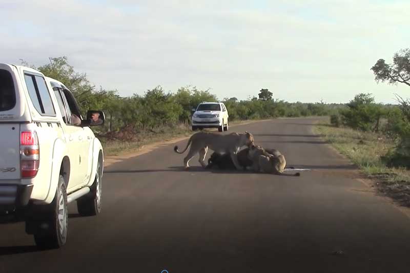 CLIP: Hai con sư tử ăn thịt trâu rừng ngay trước mặt nhiều du khách