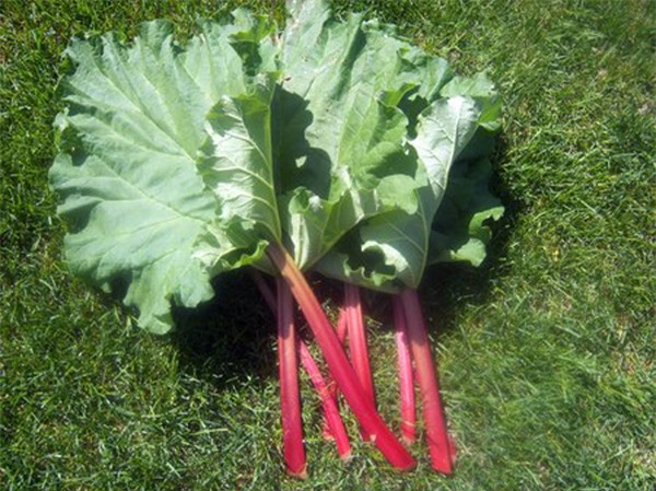 Cây độc: Đại hoàng là cây thuốc quý, nhưng lá cây này có thể gây co giật và tử vong