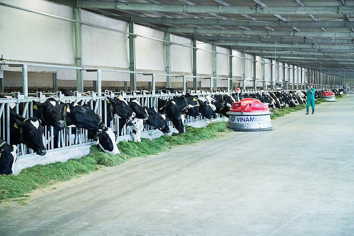 Công nghệ thu gom chất thải được Vinamilk áp dụng giúp vệ sinh chuồng trại luôn sạch, đảm bảo sức khỏe và sự thoải mái cho đàn bò sữa.