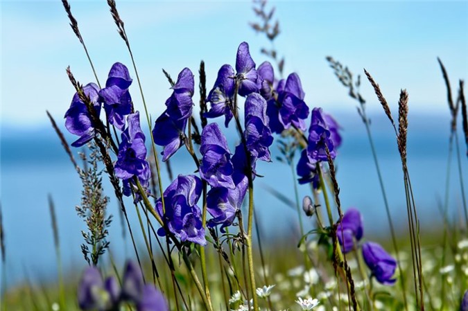 Cây độc: Đẹp ma mị nhưng chỉ cần chạm nhẹ 'Mũ Quỷ' cũng có thể giết người