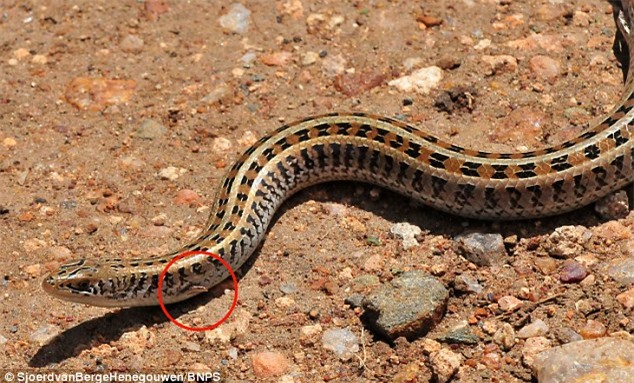 Khám phá loài bò sát kỳ dị mình rắn, chân thằn lằn