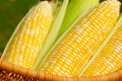 Bí quyết chọn ngô ngon ngọt bách phát bạch trúng