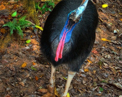 Động vật kỳ lạ ẩn chứa nguy hiểm chết người của tự nhiên