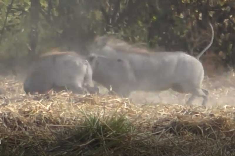 CLIP: Lợn bướu chết thảm khi đánh nhau với đồng loại