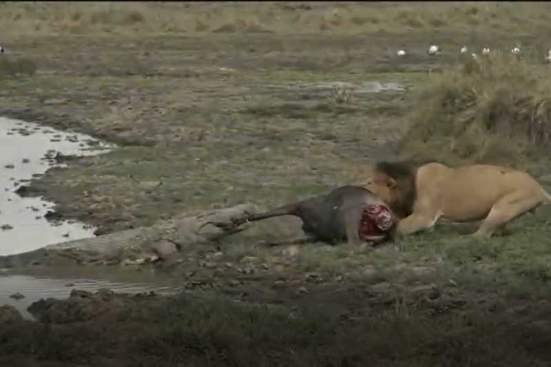 CLIP: Sư tử đực và cá sấu giành nhau xác linh dương đầu bò