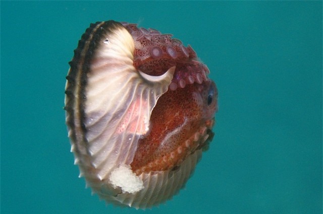 Loài bạch tuộc kỳ lạ có thể tháo rời... bộ phận sinh dục