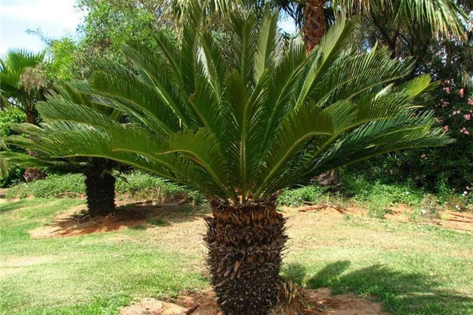 Cây độc: Ít ai biết cây vạn tuế hay được trồng làm cảnh lại ẩn chứa kịch độc