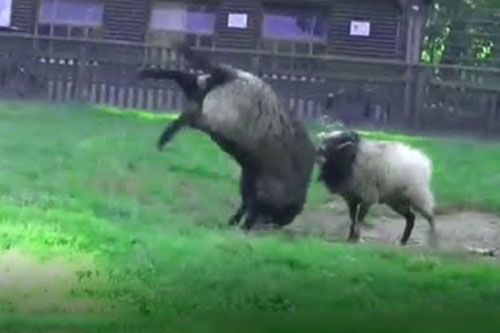 Chiêm ngưỡng những cú húc đáng sợ của các loài động vật