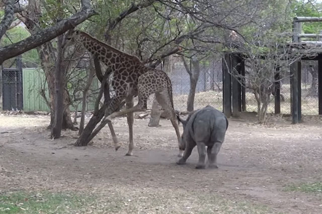 Hươu cao cổ tung cước khiến tê giác con ‘chạy cắm đầu’