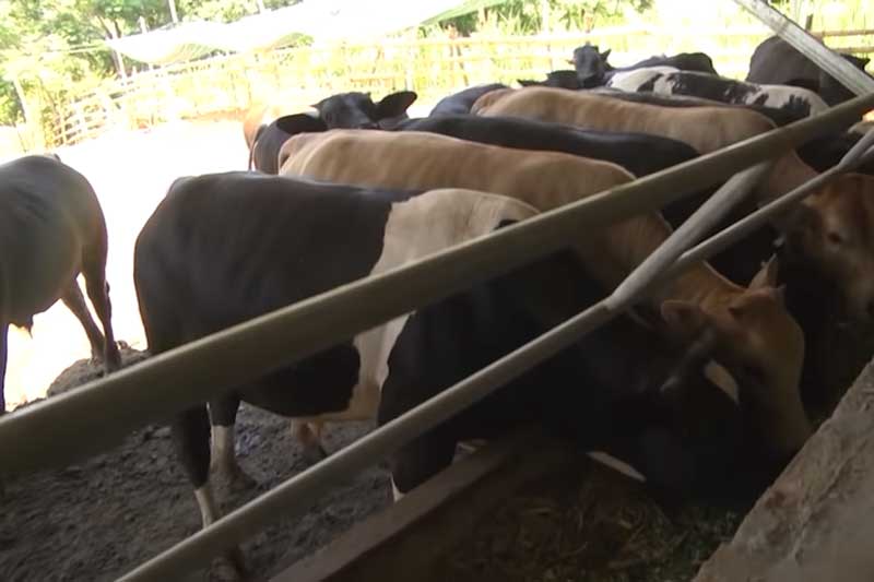 Giải ngân 1 tỷ đồng hỗ trợ nông dân Điện Bàn nuôi bò 3B  BÁO QUẢNG NAM  ONLINE  Tin tức mới nhất