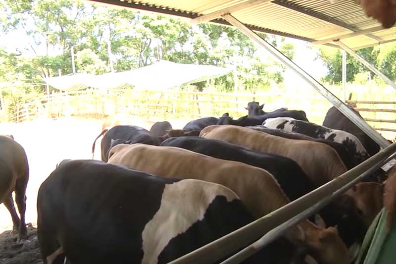 Quảng Nam: Làm giàu nhờ mô hình nuôi bò BBB