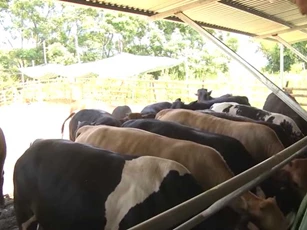 Quảng Nam: Làm giàu nhờ mô hình nuôi bò BBB