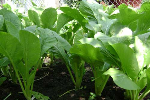 Kỹ thuật trồng rau cải ngọt an toàn, xanh tốt