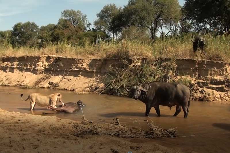 CLIP: Đàn trâu rừng bất lực nhìn sư tử ăn thịt đồng loại