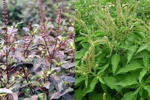 Loại cây ai ai cũng thờ ơ nhưng giúp chữa bách bệnh, có nó cả năm không phải tới bệnh viện