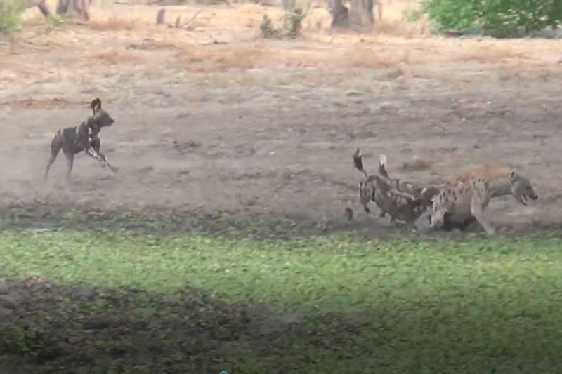 CLIP: Đàn chó hoang "tẩn" linh cẩu "no đòn"