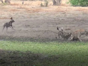 CLIP: Đàn chó hoang "tẩn" linh cẩu "no đòn"