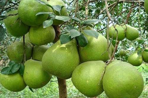 Kỹ thuật trồng cây bưởi da xanh đúng cách cho quả quanh năm