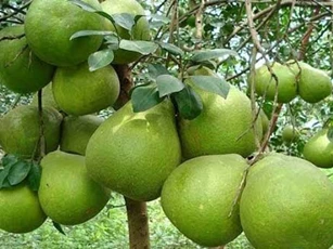 Kỹ thuật trồng cây bưởi da xanh đúng cách cho quả quanh năm
