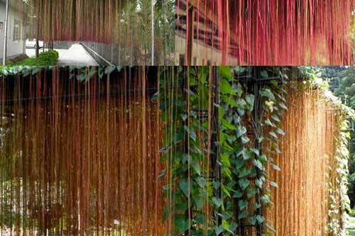 Kỹ thuật trồng cây dây tơ hồng cho hiên nhà mát dịu dàng, chữa bách bệnh