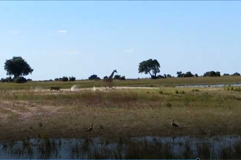 CLIP: Sư tử tấn công hươu cao cổ và cái kết bẽ bàng