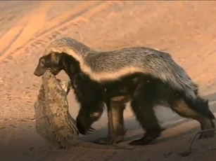 CLIP: Lửng mật lì lợm giết chết cá sấu để ăn thịt