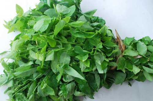 Rau ngót hóa thuốc độc nếu ăn sai cách