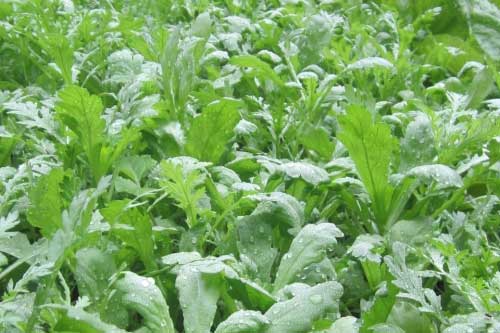 Vì sao cải cúc được mệnh danh là món "rau Hoàng đế", "vua của các loại rau"?