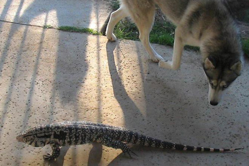 Chó hoảng hốt vì đụng phải 'quái vật' có vẻ ngoài lầm lì, chậm chạp