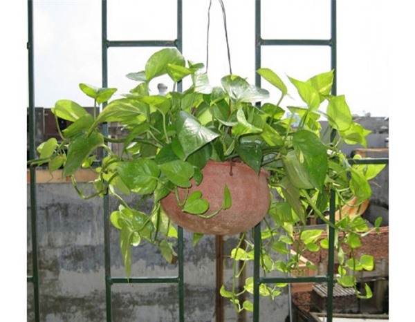 Cây độc: Vì đẹp nên được trồng làm cảnh, nhưng vạn niên thanh có thể gây chết người