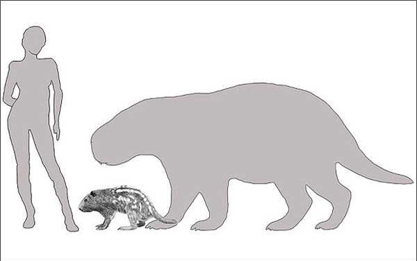 Bí ẩn loài chuột khổng lồ có kích thước lớn hơn người