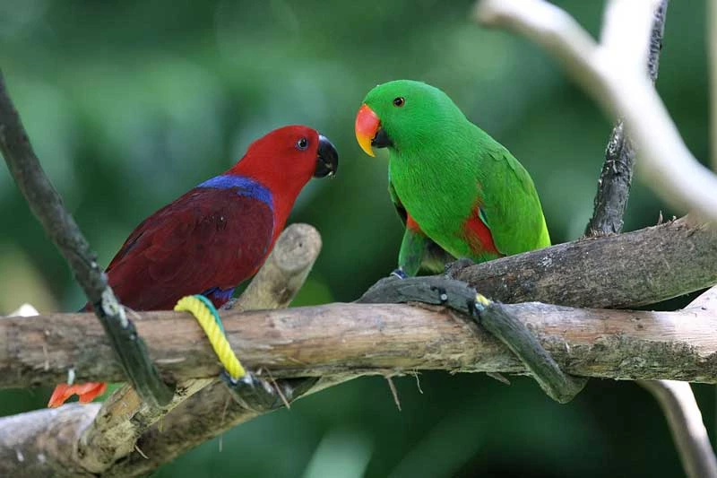 10. Vẹt Eclectus.