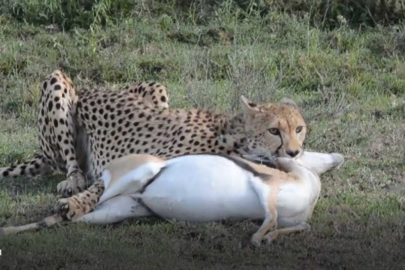 CLIP: 4 mẹ con báo săn đoạt mạng linh dương Thomson