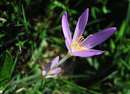 Cây độc: Tỏi độc chữa bệnh gút thần kỳ nhưng sơ ý là mất mạng