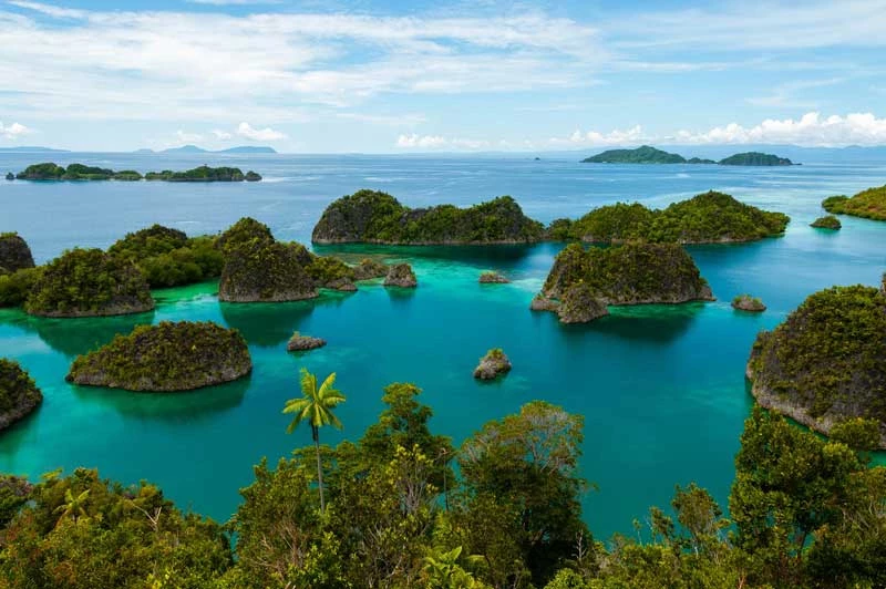 2. New Guinea (Indonesia và Papua New Guinea). Diện tích: 786.000 km2.