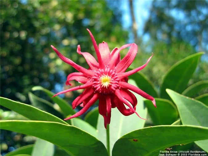 Cây độc: Hình dáng rất giống với hoa hồi gia vị nhưng ăn vào là ngộ độc