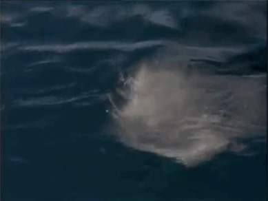 Điều ít biết về loài vật 'sát thủ' hùng mạnh nhất từ trước tới nay