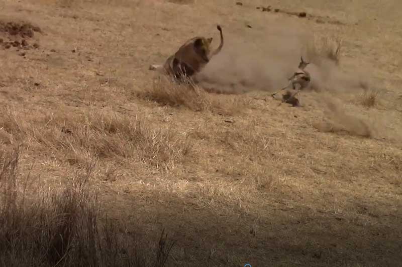 CLIP: Linh dương 'bẻ lái thần tốc' khiến 2 con sư tử phải 'chào thua'