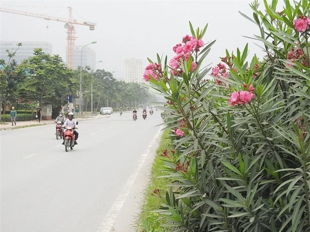 Cây độc: Đẹp mê hồn nhưng toàn thân loài cây này lại mang kịch độc gây hôn mê, mù mắt