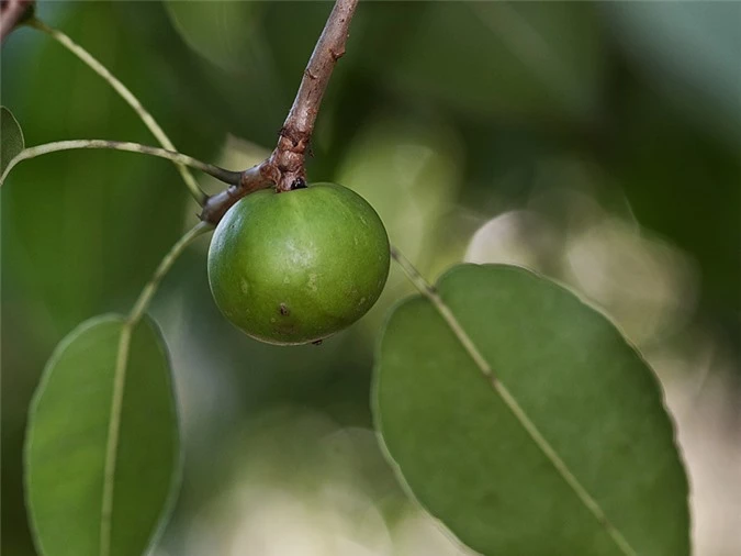 Cây độc: 'Quả táo nhỏ của thần chết' chỉ đứng cạnh cũng đau đớn hàng giờ