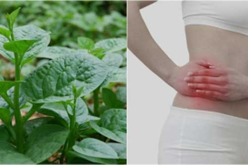 Những tác hại của rau mồng tơi bạn phải tuyệt đối tránh xa kẻo rước cả 'rổ' bệnh vào người