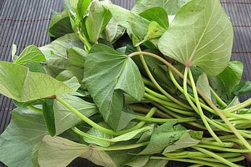 Tác dụng chữa bệnh tuyệt vời nhờ rau khoai lang