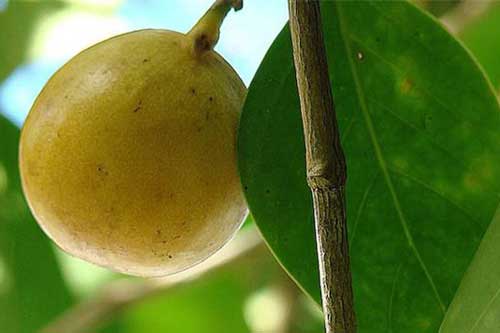 Cây độc: 'Quả táo nhỏ của thần chết' chỉ đứng cạnh cũng đau đớn hàng giờ