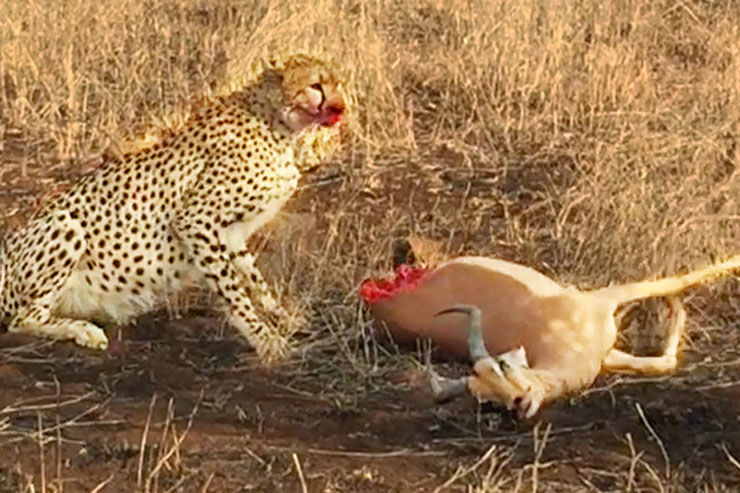 ‘Lạnh gáy’ trước cảnh báo săn ‘xẻ thịt’ linh dương khi con mồi đang còn sống