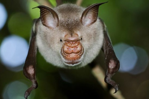 Kinh ng&#x1EA1;c tr&#x1B0;&#x1EDB;c ch&#x1EE9;c n&#x103;ng t&#xE0;ng h&#xEC;nh c&#x1EE7;a m&#x1ED9;t s&#x1ED1; lo&#xE0;i d&#x1A1;i