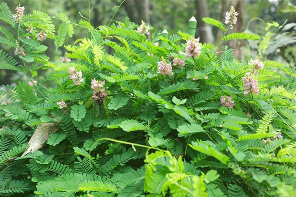 Cây độc: Cam thảo dây có hạt rất đẹp để trang trí, nhưng lại chứa chất độc 'chết người'
