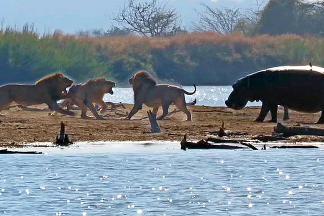Thấy sư tử ác chiến kinh hoàng, hà mã liền tới can ngăn nhưng mọi chuyện đã quá muộn màng