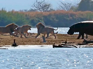 Thấy sư tử ác chiến kinh hoàng, hà mã liền tới can ngăn nhưng mọi chuyện đã quá muộn màng