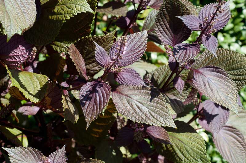 Dùng tía tô theo cách này, bao nhiêu nám, tàn nhang đều 'bay biến' mà không cần đi spa